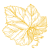 feuilledevigne