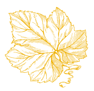 feuilledevigne