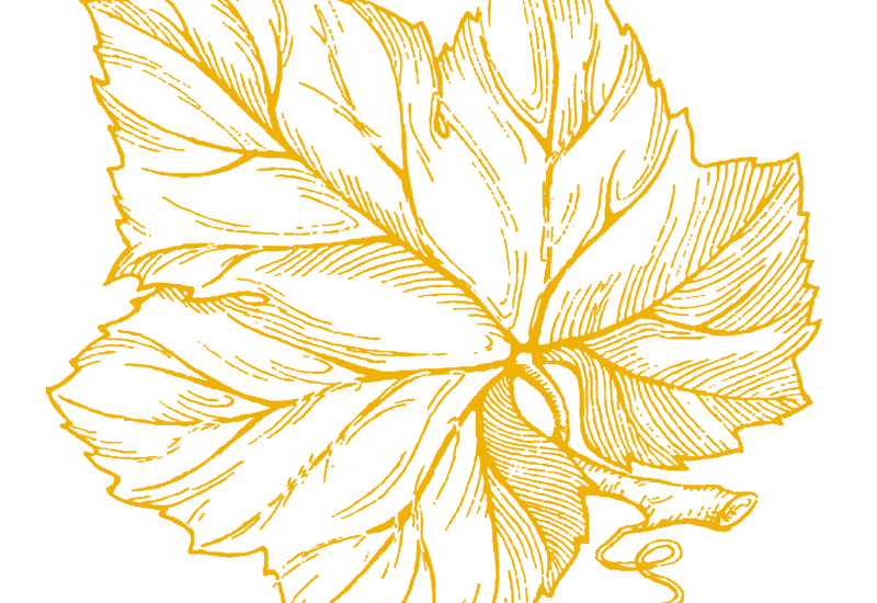 feuilledevigne