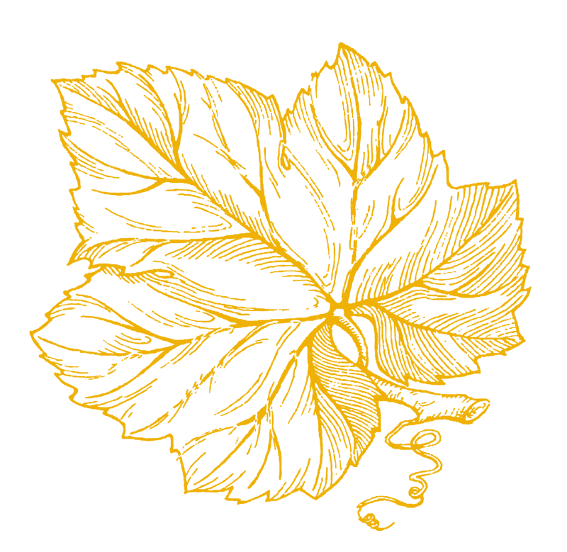 feuilledevigne